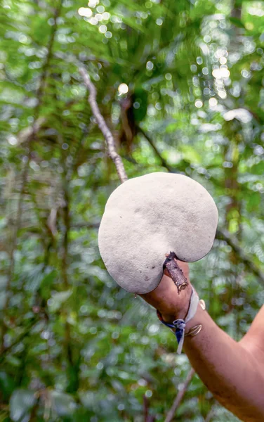 Jamur Raksasa, Taman Nasional Cuyabeno — Stok Foto