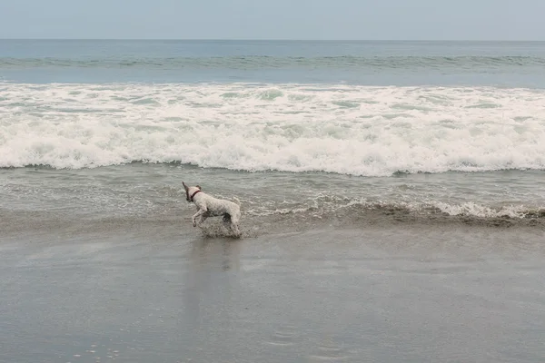 Parson Russell Terrier Jumping On The Waves — Stock Photo, Image