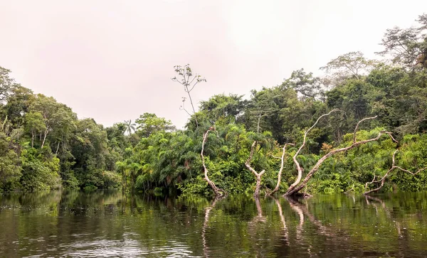 Rivière Cuyabeno, Équateur — Photo
