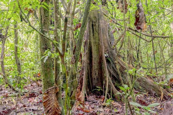 Kapok дерево, Ceiba Pentandra — стокове фото