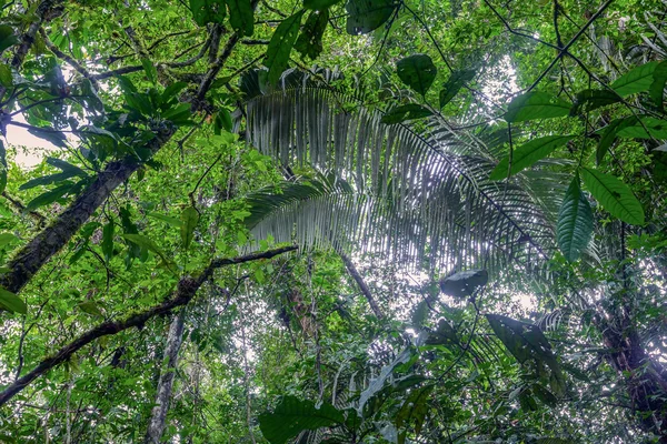 Tropiska växter, Amazonas djungel — Stockfoto