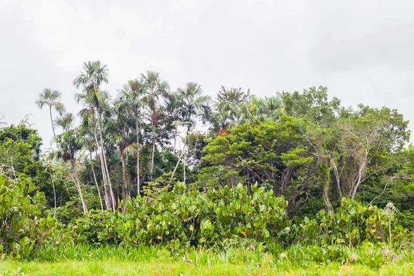 Hutan Amazon, Ekuador, Amerika Selatan — Stok Foto