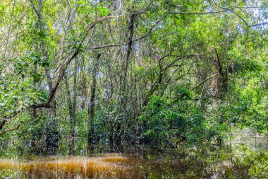 Cuyabeno Nehri üzerinde yoğun bitki örtüsü