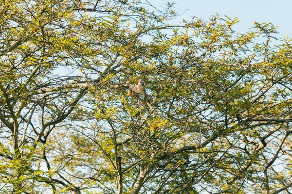 Mono ardilla común — Foto de Stock