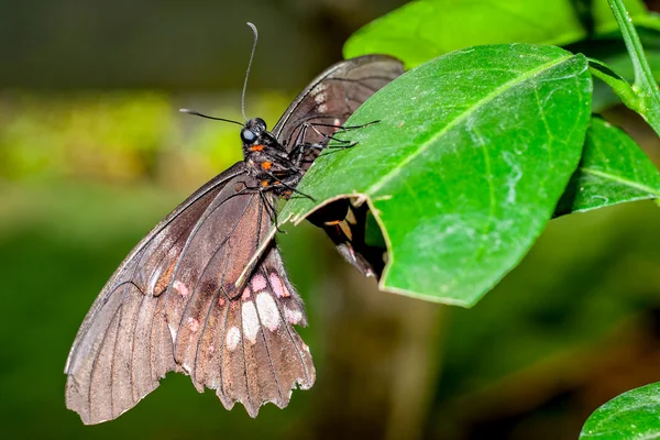 Большая чёрная бабочка — стоковое фото