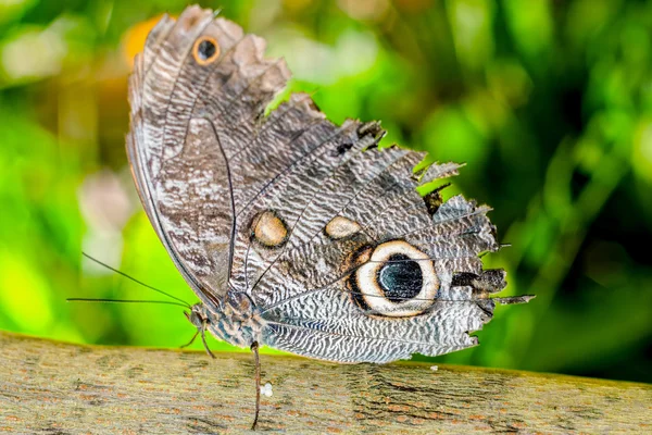 Гигантский Caligo Оилей бабочка — стоковое фото