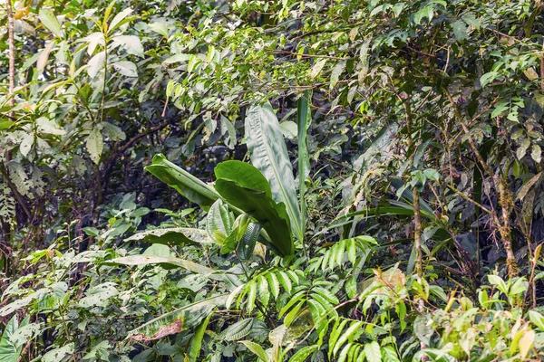 Tropický deštný prales, Amazonie — Stock fotografie