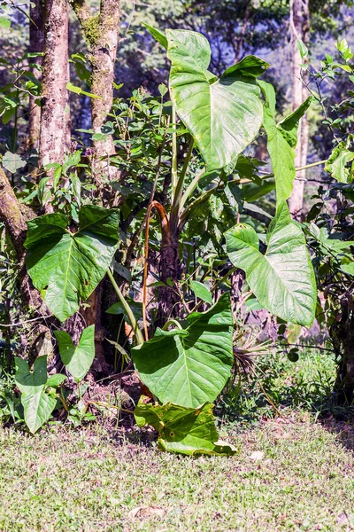 Växten av Amazonas regnskogen — Stockfoto