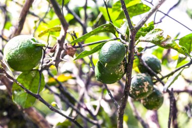 Olgun ve yeşil limon