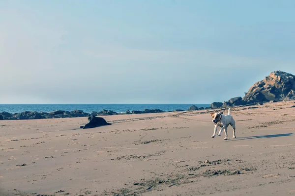 Pastor Russell Terrier Perro hembra corriendo con velocidad — Foto de Stock