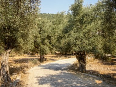 Zeytin ağaçları Plantation Yunanistan