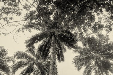 Palmiye ağaçları, Amazon orman