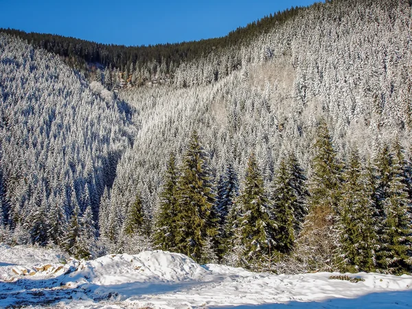 Drewno sosnowe pokryte śniegiem — Zdjęcie stockowe