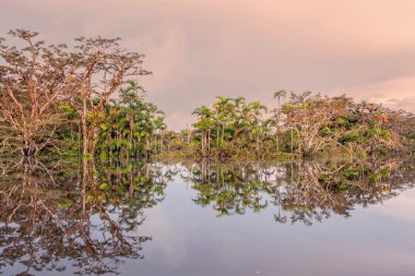 Ekvador birincil ormanda, tipik Amazon bitki örtüsü yansıtacak
