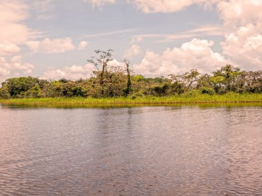 Tipik yoğun bitki örtüsü, Amazon orman