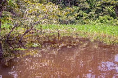 Sular altında Amazon ormanları içinde su ağaçları