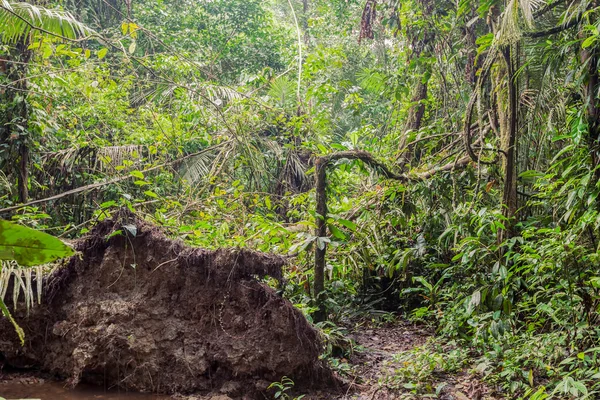 Hluboko v deštných pralesech tropického — Stock fotografie