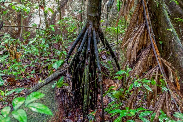 Tät Vegetation i Amazonas regnskog — Stockfoto