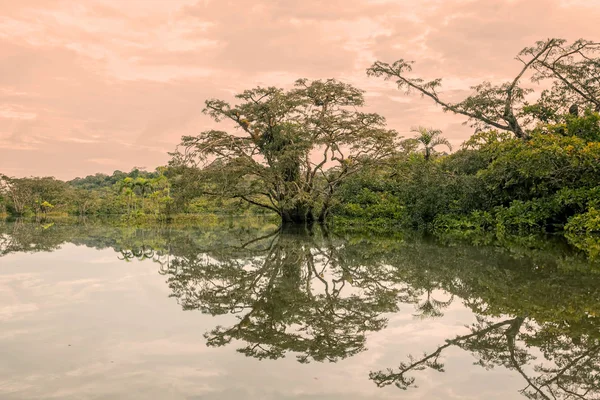 Stromy v zatopené Jungle Amazonský deštný prales — Stock fotografie