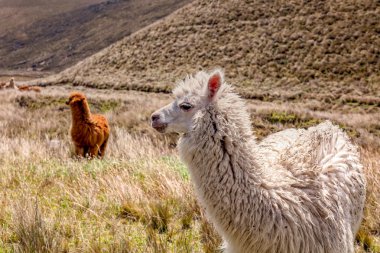 Mera Chimborazo Volcano yakınındaki yeme Llamas sürüsü