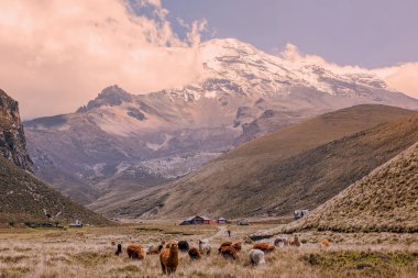 Chimborazo yanardağ otlatma Llamas sürüsü