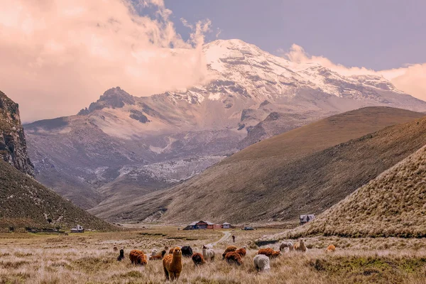 Chimborazo yanardağ otlatma Llamas sürüsü