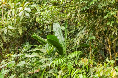 Amazon flora, Yasuni Milli Parkı, Güney Amerika