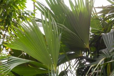 Amazon yağmur ormanları, Milli Parkı Yasuni flora