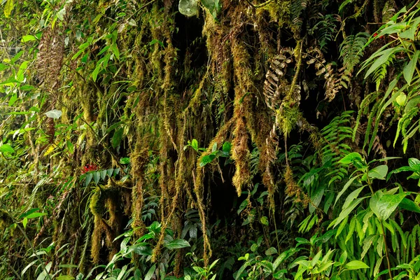 Амазонская флора — стоковое фото
