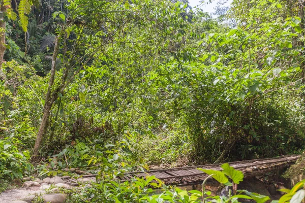 Dia de sol no Parque Nacional Yasuni, Equador — Fotografia de Stock