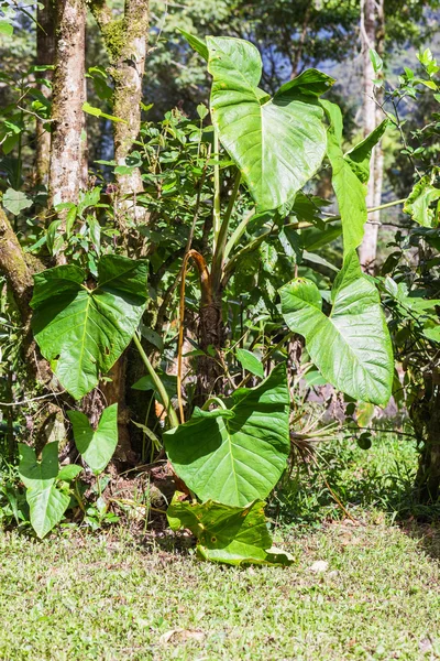 Flora amazônica, Parque Nacional Yasuni — Fotografia de Stock