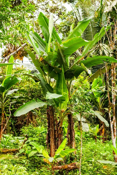 Flora amazônica, Parque Nacional Yasuni, américa do sul — Fotografia de Stock