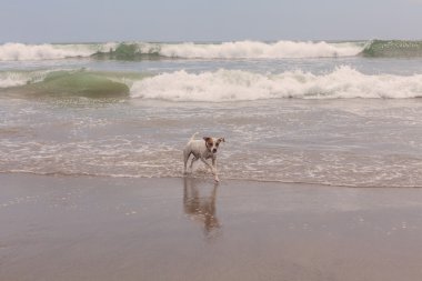 jack russell terrier plajda çalışan