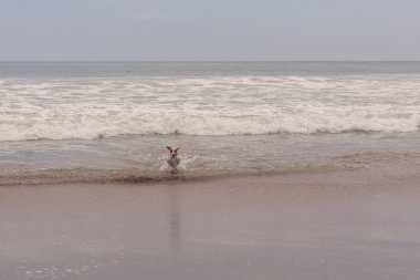 jack russell terrier plajda çalışan