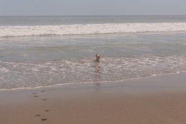 jack russell terrier plajda çalışan