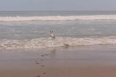 jack russell terrier plajda çalışan