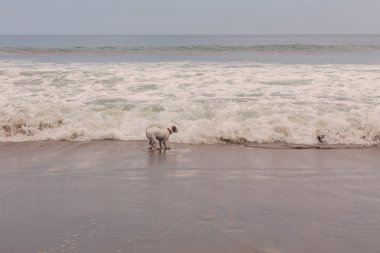 jack russell terrier plajda çalışan