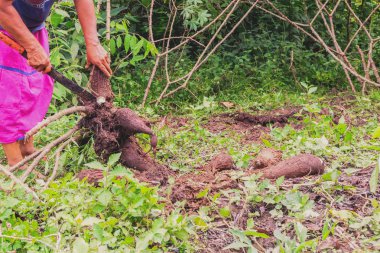 Yucca ekmek prepar için Siona kadın yuca bahçeden toplama (