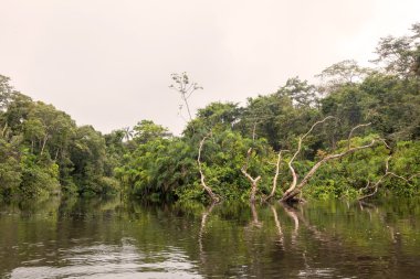 Cuyabeno nehirde Cuyabeno rezerv, Güney Amerika, Ecuador