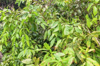 Tropikal yağmur ormanları, Cuyabeno rezerv, Güney Amerika, Ecuador