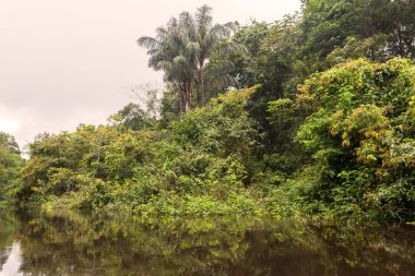 Cuyabeno nehirde Cuyabeno rezerv, Güney Amerika, Ecuador