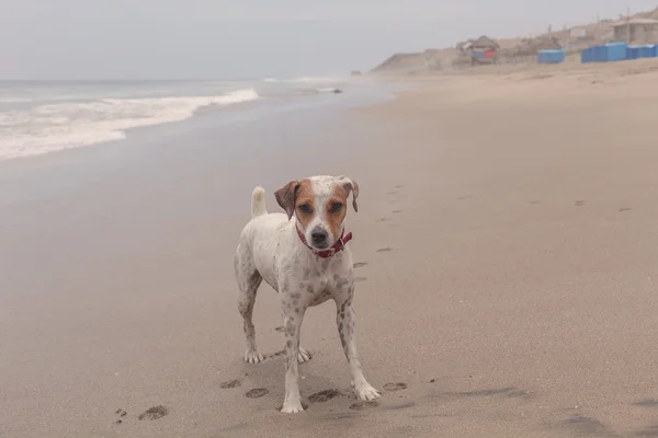 Jack russell teriér na pláži — Stock fotografie