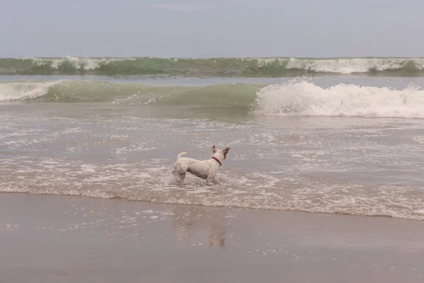 Jack Russell terrier corriendo en la playa — Foto de Stock