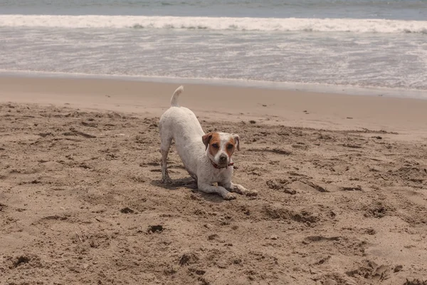 Jack Russell terrier che corre sulla spiaggia — Foto Stock