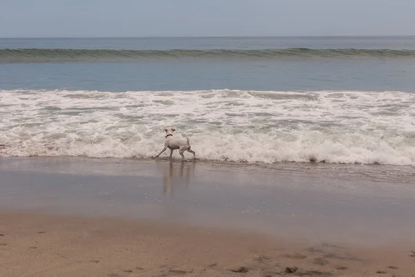 Jack Russell terrier che corre sulla spiaggia — Foto Stock