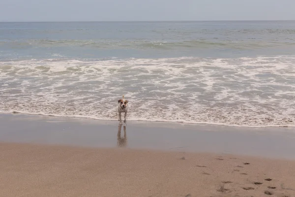 Jack Russell terrier running on the beach — Stock Photo, Image