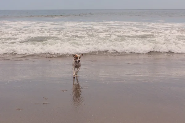 Jack Russell terrier correndo na praia — Fotografia de Stock
