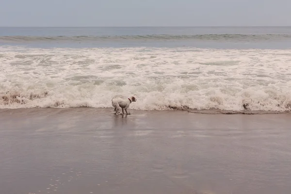 Jack Russell terrier corriendo en la playa — Foto de Stock