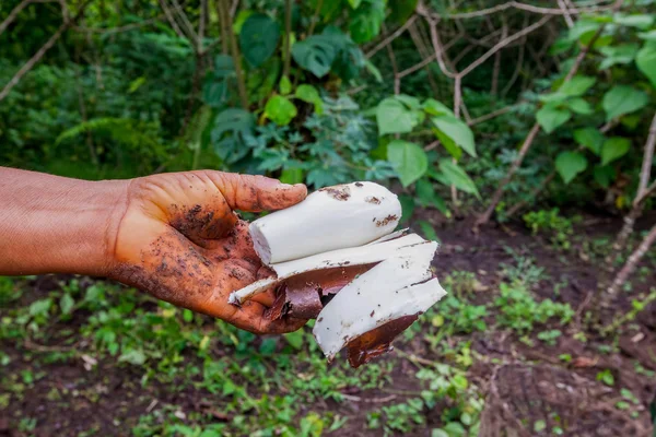 Yucca ekmek prepar için Siona kadın yuca bahçeden toplama (