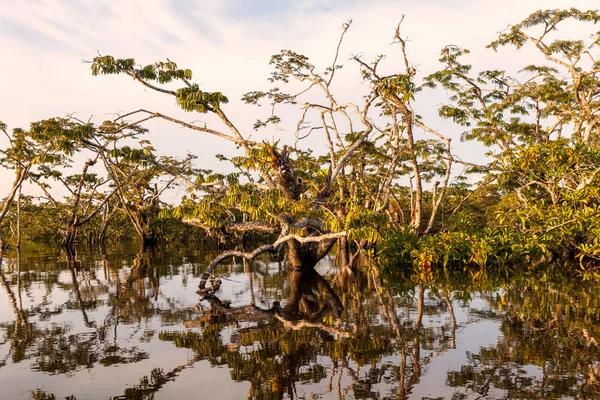 Laguna Grande - Lac sur la rivière Cuyabeno à Cuyabeno Wildlife Rese — Photo